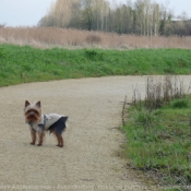 Photo de Yorkshire terrier