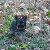 Photo de Yorkshire terrier