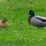 Photo de Canard colvert