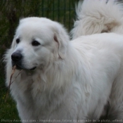 Photo de Chien de berger des tatras