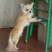 Photo de Chihuahua  poil long