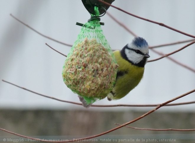 Photo de Msange bleue