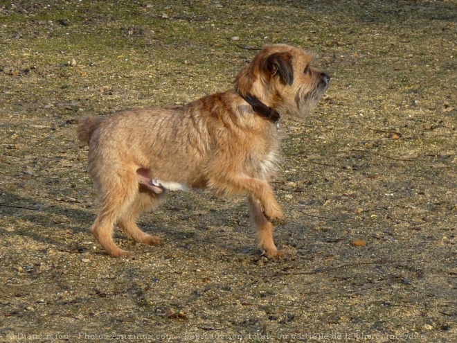 Photo de Border terrier