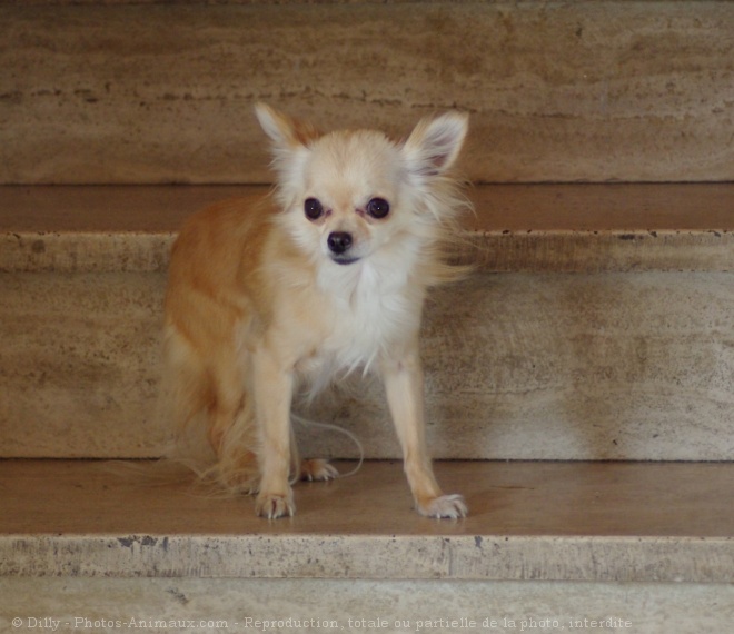 Photo de Chihuahua  poil long