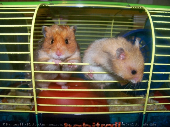 Photo de Hamster