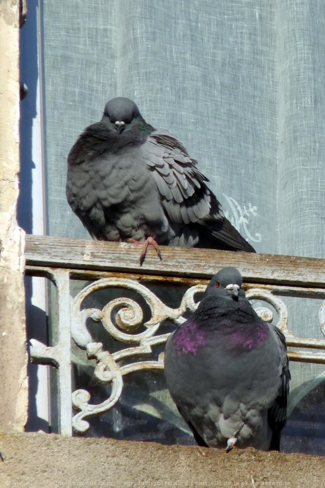 Photo de Pigeon