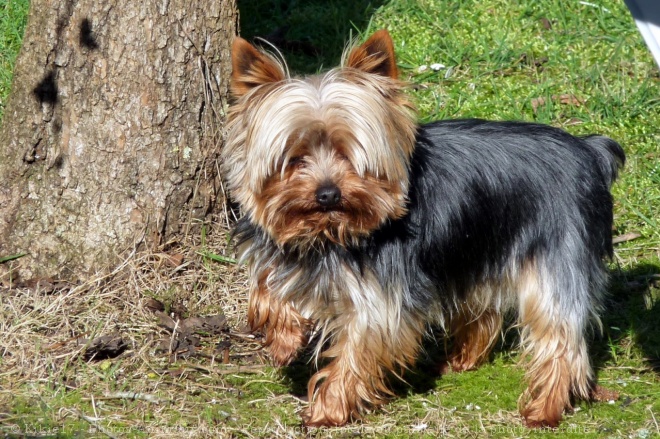 Photo de Yorkshire terrier