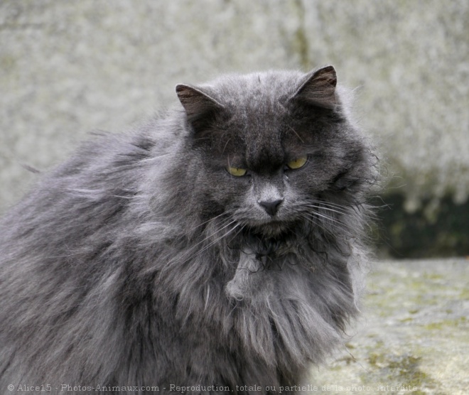 Photo de Chat domestique