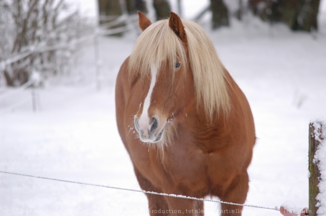 Photo de Haflinger