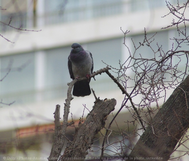 Photo de Pigeon