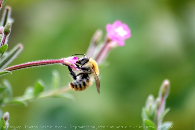 Photo d'Abeille