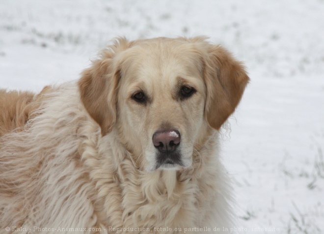 Photo de Golden retriever