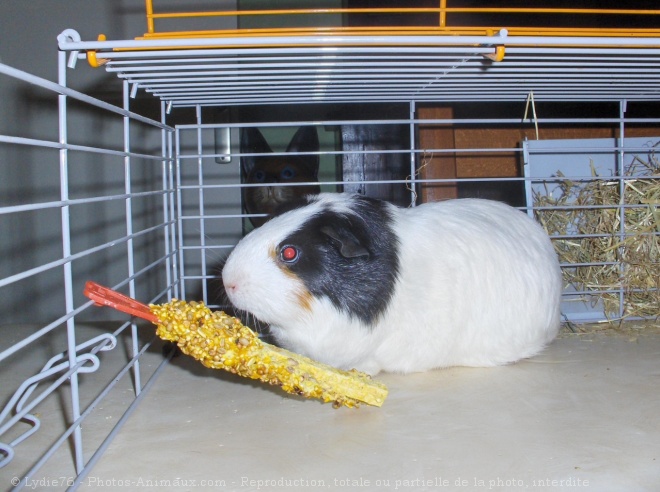 Photo de Cochon d'inde - agouti