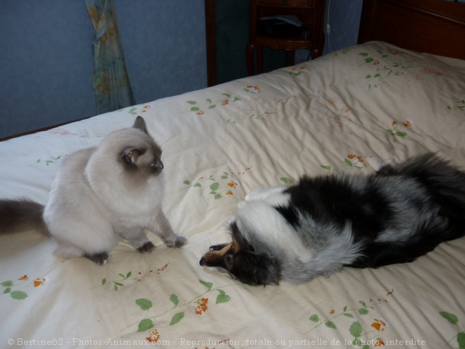 Photo de Ragdoll