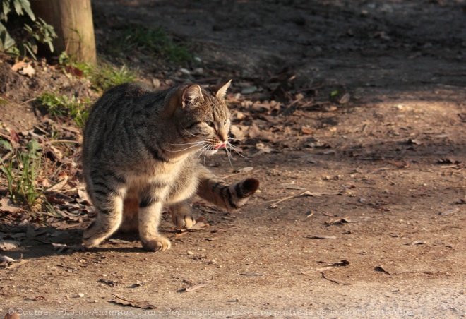 Photo de Chat domestique