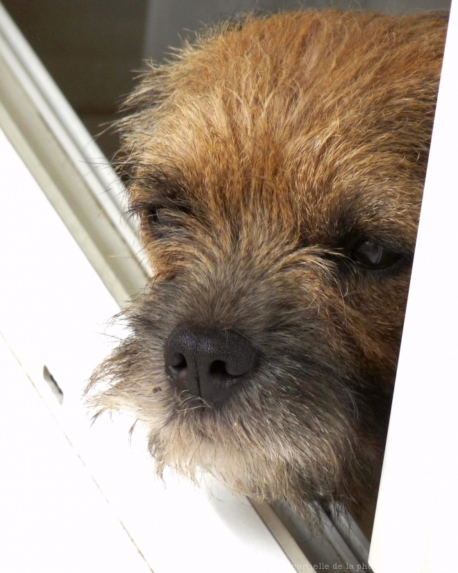 Photo de Border terrier