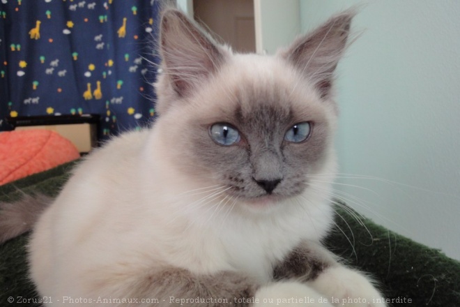 Photo de Ragdoll