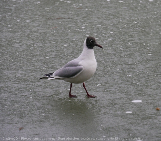 Photo de Mouette