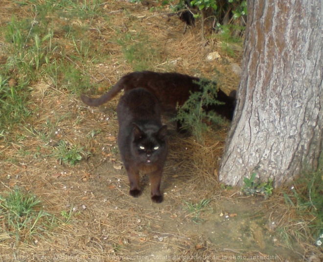 Photo de Chat domestique