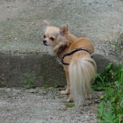 Photo de Chihuahua  poil long