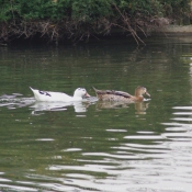 Photo de Canard colvert