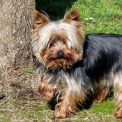 Photo de Yorkshire terrier