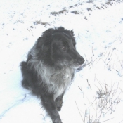 Photo de Border collie