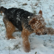 Photo d'Airedale terrier