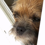 Photo de Border terrier