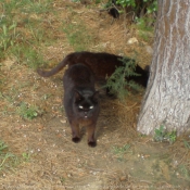 Photo de Chat domestique