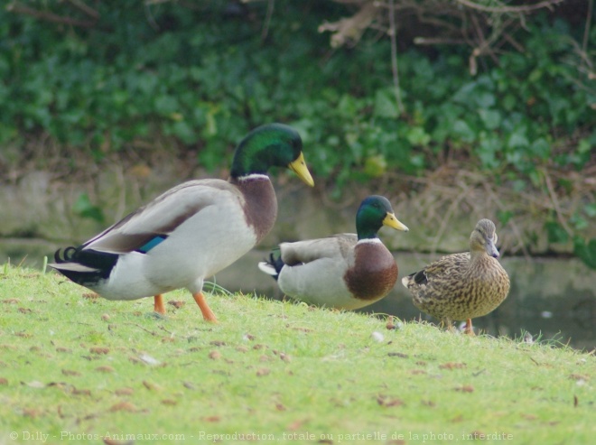 Photo de Canard colvert