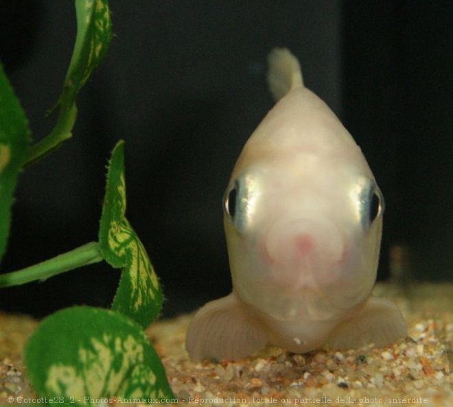 Photo de Poissons rouges