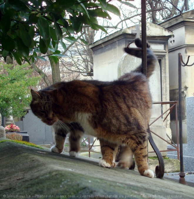 Photo de Chat domestique