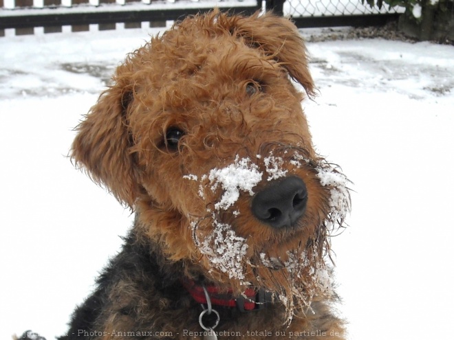 Photo d'Airedale terrier