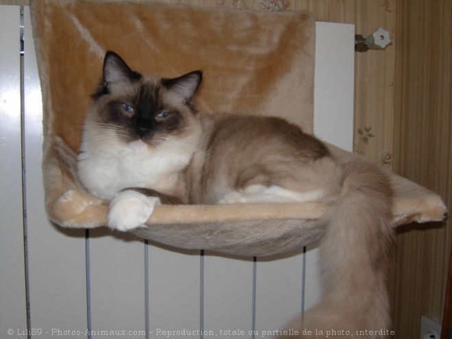 Photo de Ragdoll