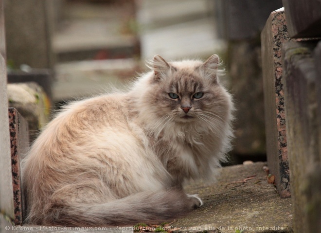 Photo de Chat domestique