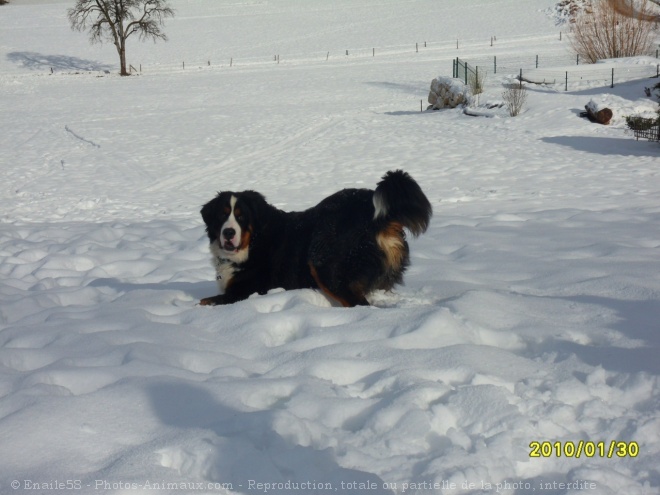 Photo de Bouvier bernois