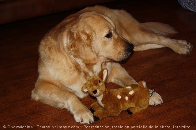 Photo de Golden retriever