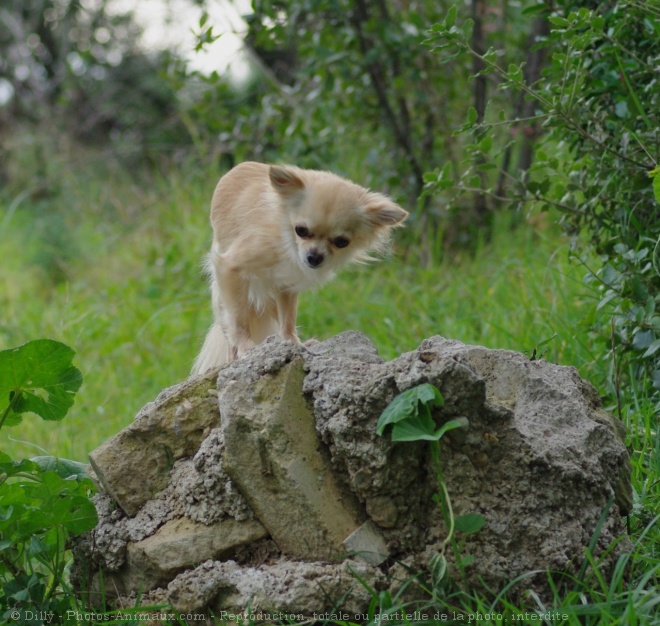 Photo de Chihuahua  poil long