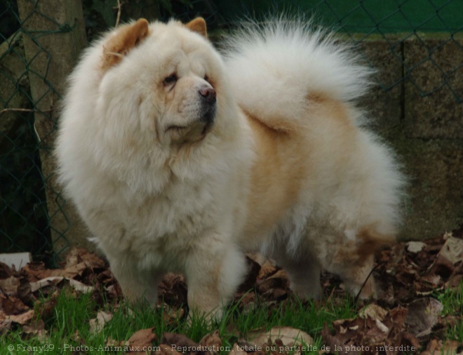 Photo de Chow chow