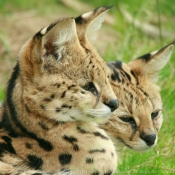 Photo de Serval