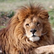 Photo de Lion