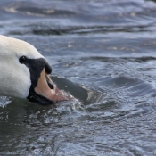 Photo de Cygne