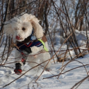 Photo de Caniche moyen