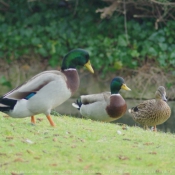 Photo de Canard colvert