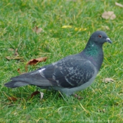 Photo de Pigeon