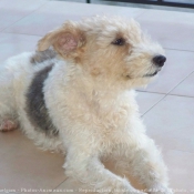 Photo de Fox terrier  poil dur