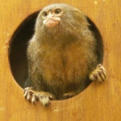 Photo de Singe - ouistiti pygme