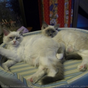 Photo de Ragdoll