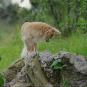 Photo de Chihuahua  poil long